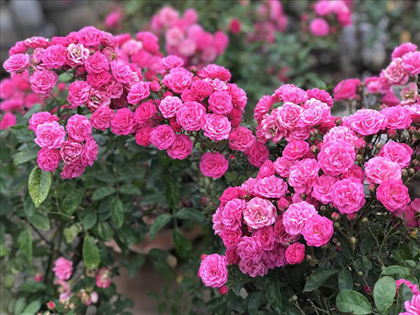 Hoa hồng ghép Thái Lan